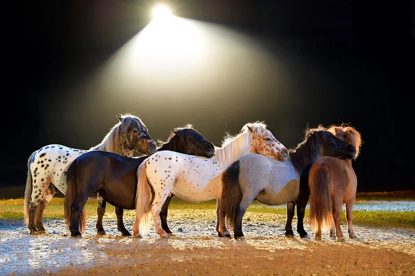 Cavalluna "Die Farben des Lebens"